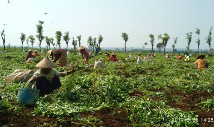 Petani Kacang Komak Raih Untung Potensial Dibudidayakan