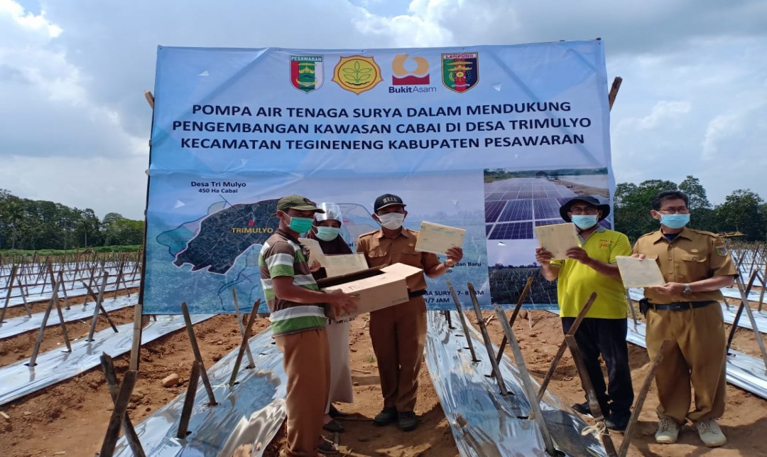 Foto :  Pemerintah Daerah dan BUMN Memberikan Fasilitas dan Bantuan Guna Mendukung dan Mengoptimalkan Pertanaman Cabai di Desa Trimulyo, Kecamatan Tegineneng.