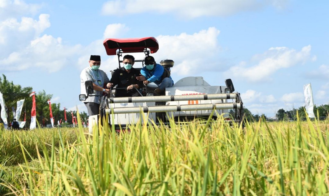 Foto : Sektor Pertanian Menjadi Penyelamat Perekonomian Indonesia di Tengah Pandemi Covid-19.