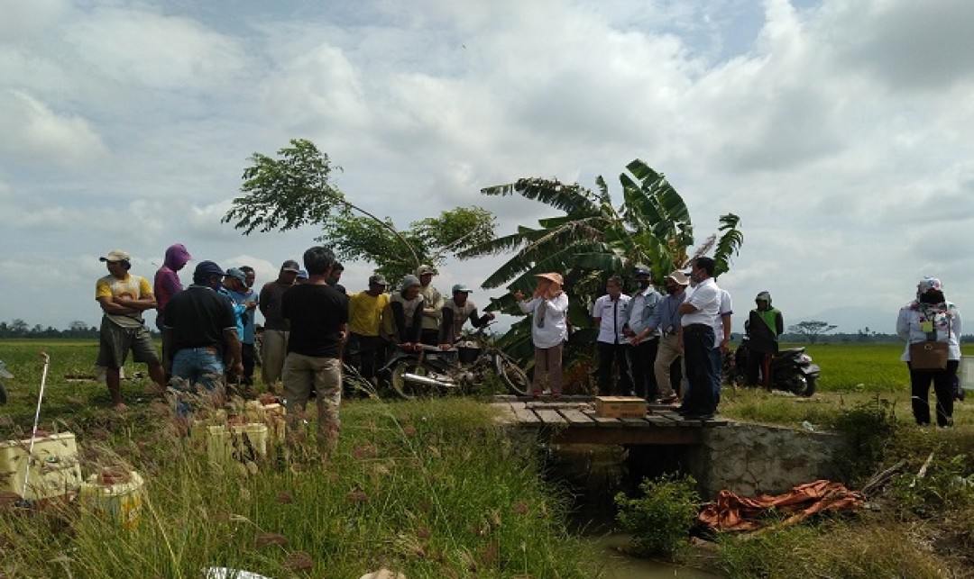 Foto : Balitbangtan bersama Petani Atasi  Serangan Penyakit Tungro.