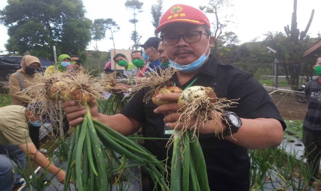 Foto : Direktur Jenderal Hortikultura, Prihasto Setyanto saat Melakukan Panen Bawang Bombai di Lahan Ujicoba PT Agrosid Manunggal Sentosa,