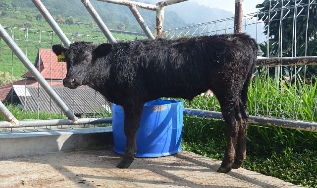 Foto : Sapi Wagyu diharapkan Bisa Memenuhi Penyediaan Daging Kualitas Premium.