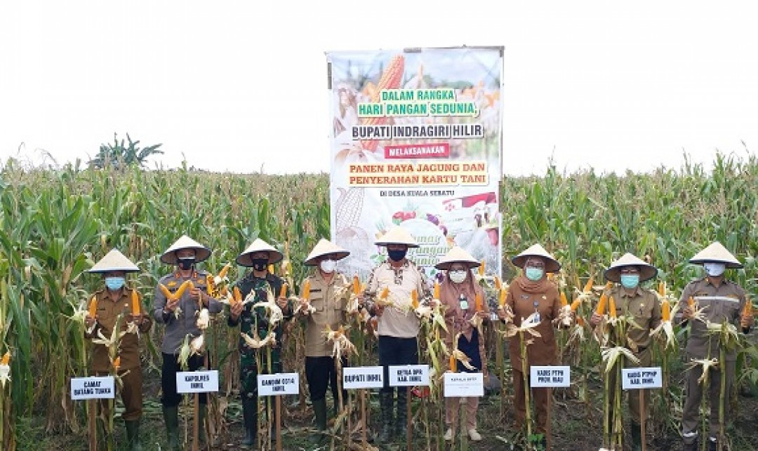 Foto : Bupati Kabupaten Indragiri Hilir HM. Wardan Melakukan Panen Raya Jagung dan Melakukan Penyerahan Kartu Tani .