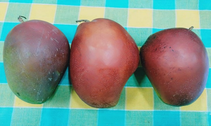 Foto : Kementan Melalui Badan Karantina Pertanian (Barantan) Berhasil Meyakinkan Jepang Agar Buah Mangga Indonesia Dapat Masuk ke Pasarnya.