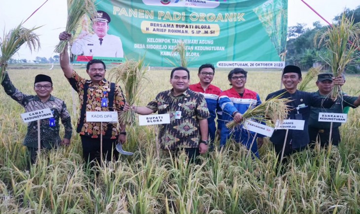 Bupati Blora melakukan panen padi hasil pertanian organik (Pemkab Blora)