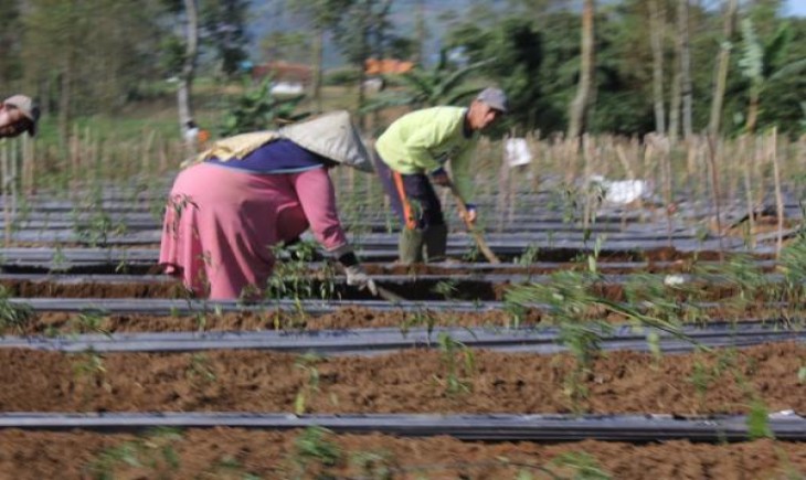Foto : Ilustrasi Petani