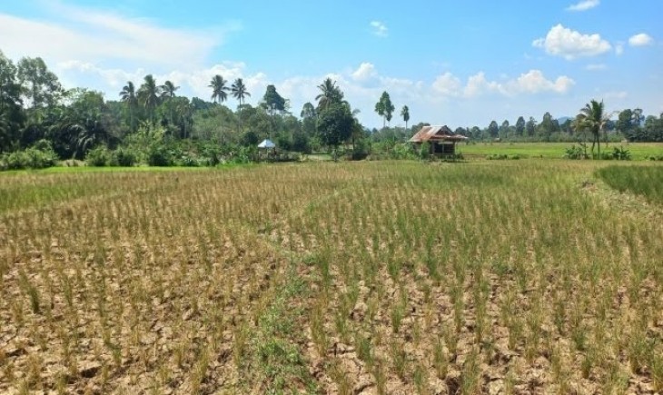 Ilustrasi kekeringan di Lombok Tengah (katadata)