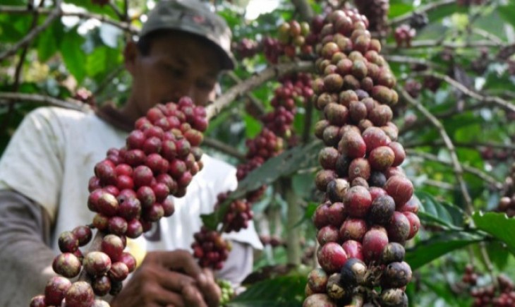 Ilustrasi petani kopi di Pemkab Temanggung disarankan lakukan tumpang sari. (radarbandung)
