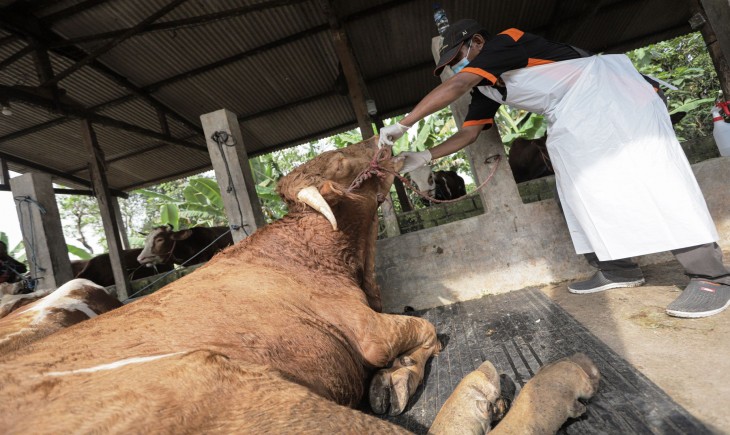 Foto : Puskewan Memperkuat Penanganan Wabah Penyakit Mulut dan Kaki (PMK) pada Hewan Ternak. Sumber Foto : Media Indonesia