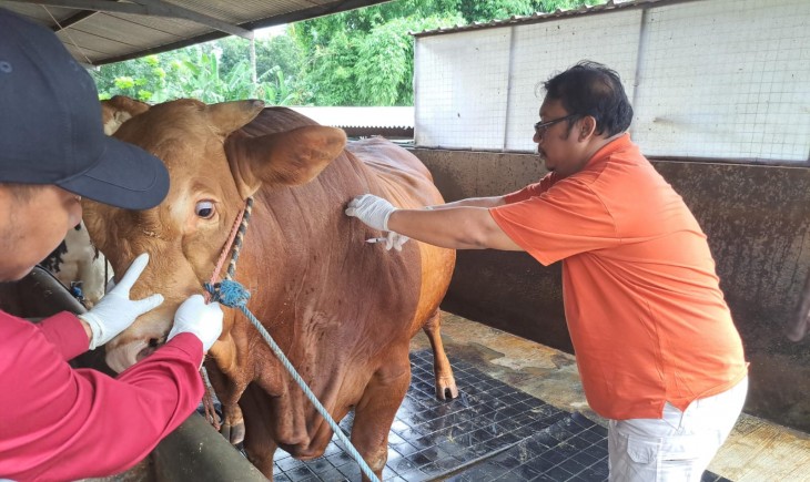 Penanganan Penyakit Mulut dan Kuku di Jawa Timur. (Foto: Dok. Kementan)