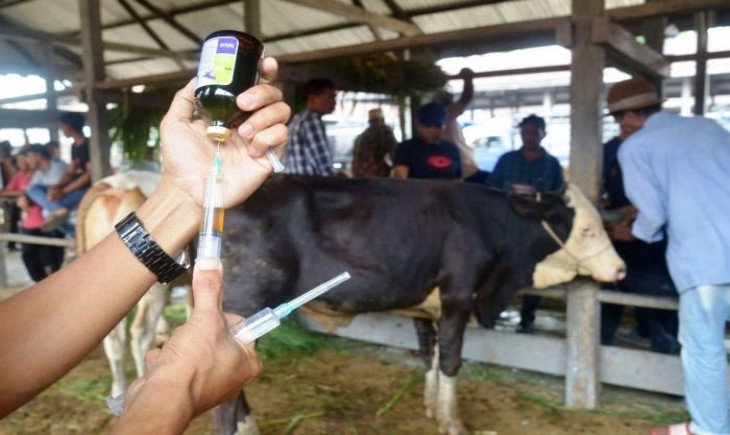 Foto : Vaksin PMK. Sumber Foto : Media Indonesia