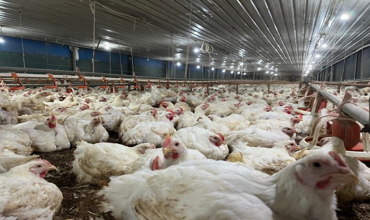 Negara Hadir Bangun Ekosistem Perunggasan, Dorong Kemandirian Protein Hewani. (Foto: dok. Kementan)