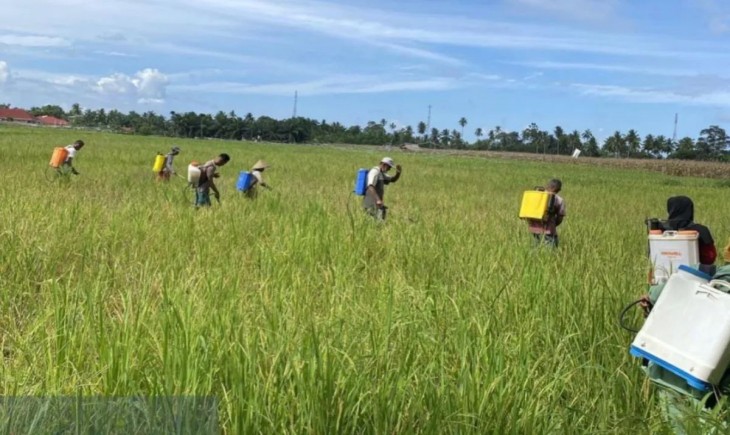 Tim gabungan sedang melakukan pengendalian hama tanaman di Kecamatan Lubuk Basung, Kabupaten Agam. (Foto : Antara)