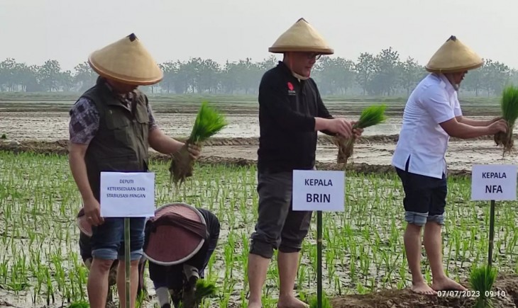 BRIN dengan Bapanas menanam bibit padi unggul (Brin.go.id)
