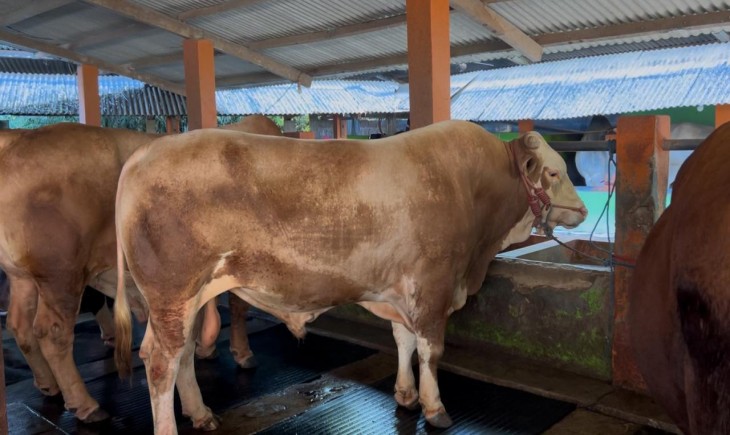 Kementan Pastikan Ketersediaan Hewan Kurban Yang Aman, Sehat, dan Sesuai Syariat. (Foto: dok. Kementan)