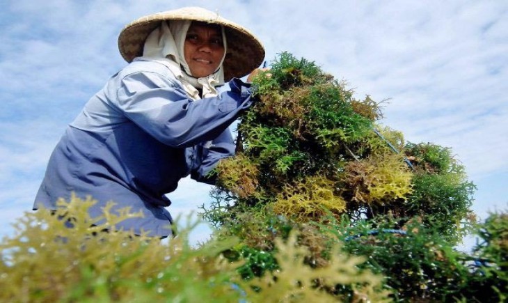 BRIN dan ilmuwan Asia Tenggara kembangkan bibit rumput laut tahan iklim. (Foto : Pixabay)