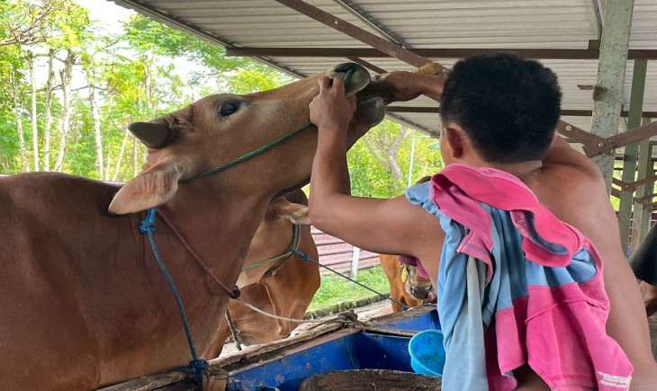 Foto : Jamu Khusus Madura Sebagai Penguatan Imun Tubuh Hewan .