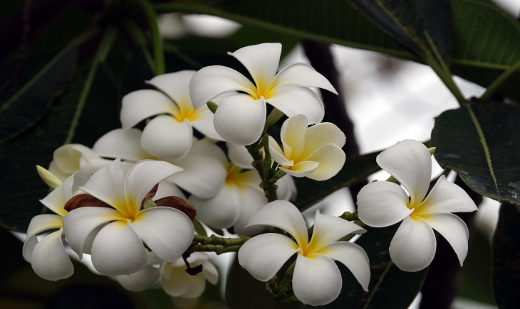 BPOM dorong hilirisasi kosmetik alami, dari cangkang telur hingga bunga kamboja. (Foto : Pixabay)