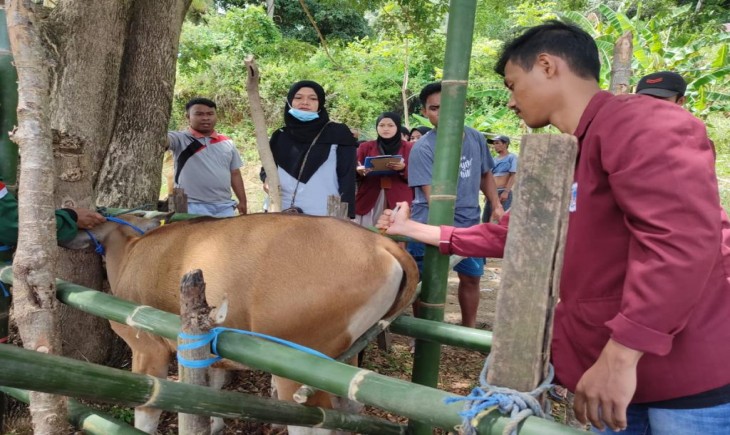 Foto : Mahasiswa Melakukan Penyuntikan Pada Ternak Sapi.