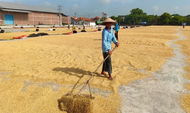 Foto : Mentan SYL Minta Bulog Serap Gabah Petani Secara Maksimal. Sumber Foto : economy.okezone.com
