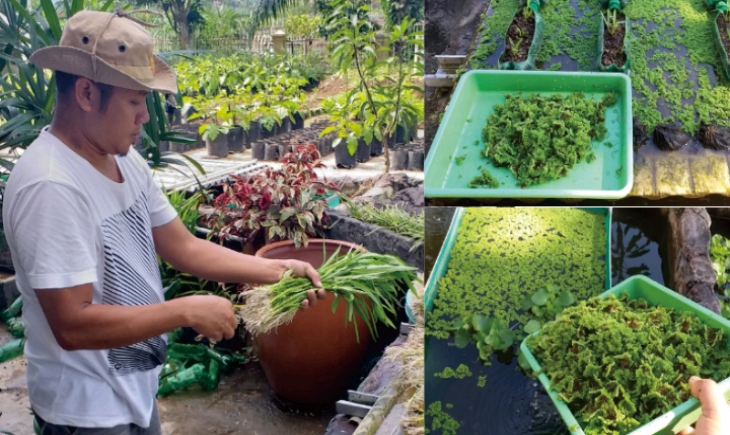 Foto : Budidaya Hidroganik Sayuran.