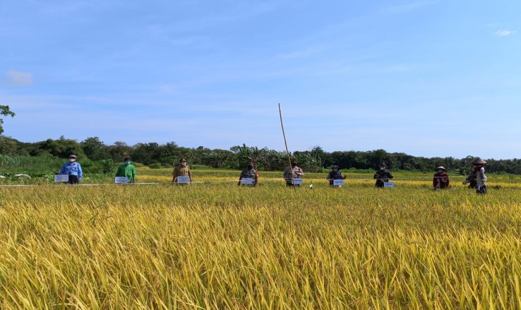 Ilustrasi sawah. (Foto: Dok. Kementan)