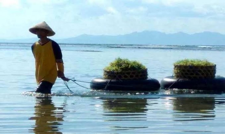 Ilustrasi budidaya rumput laut (Balipost)