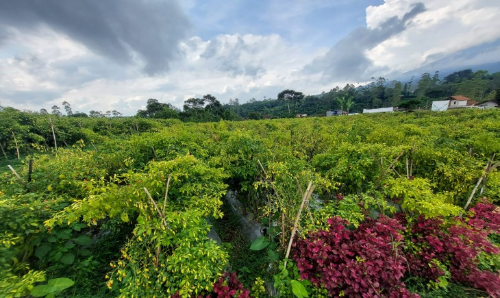 Foto : Cabai Rawit.