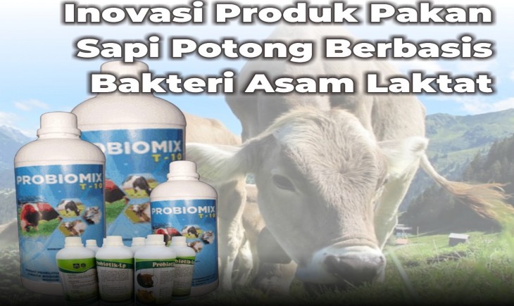 Pakan sapi potong berbasis bakteri asam laktat. (IST)