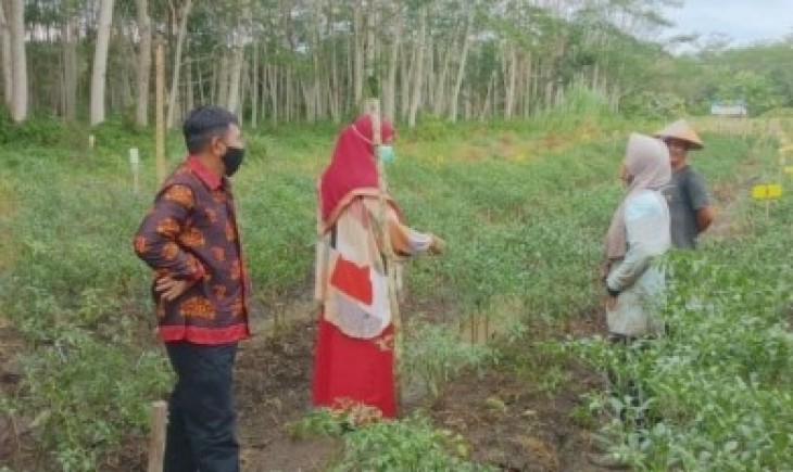 Foto :  Monitoring Pelaksanaan Kegiatan FE sayuran di Kabupaten Pulang Pisau.