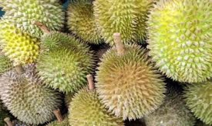 Durian Varietas Hepe. (Sumber Foto : Ircham Riyadi)
