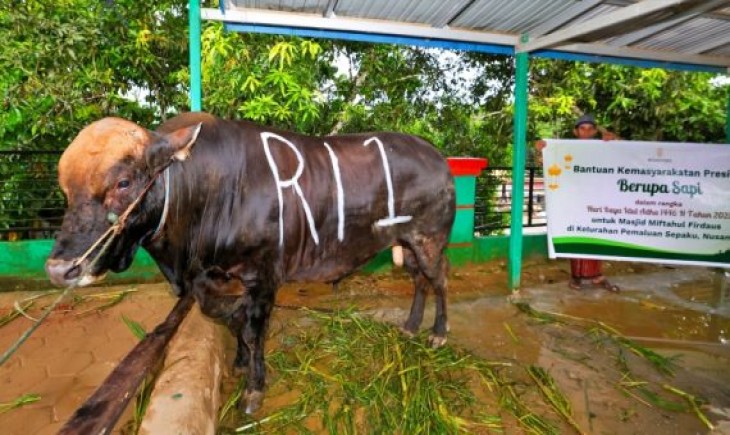 Prabowo beli 985 sapi kurban dari peternak lokal. (Foto : berandapost)