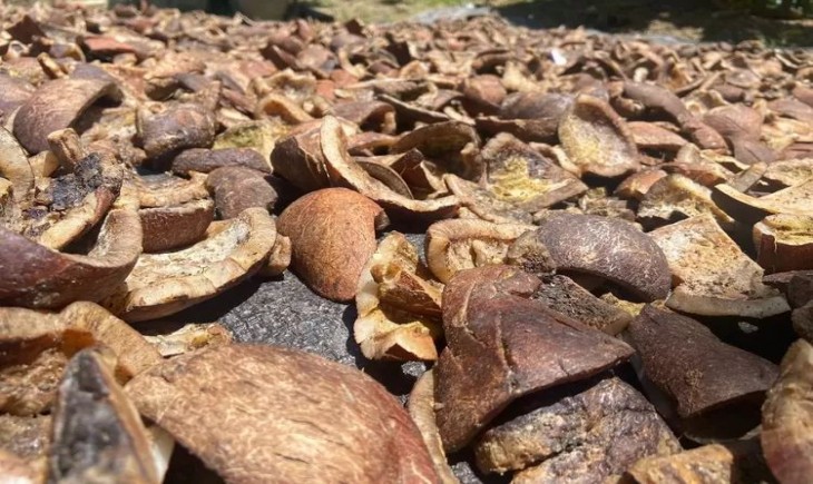 Raja Ampat disiapkan jadi sentra kopra, ribuan bibit kelapa mulai disalurkan. (Foto: Project Reoco)