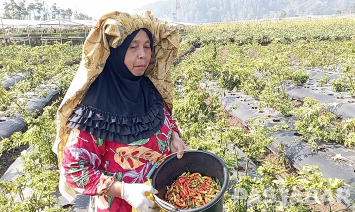 Petani Cabai di Lembang, Bandung Barat, Aan saat melihat hasil panen nya yang gagal (posjabar)