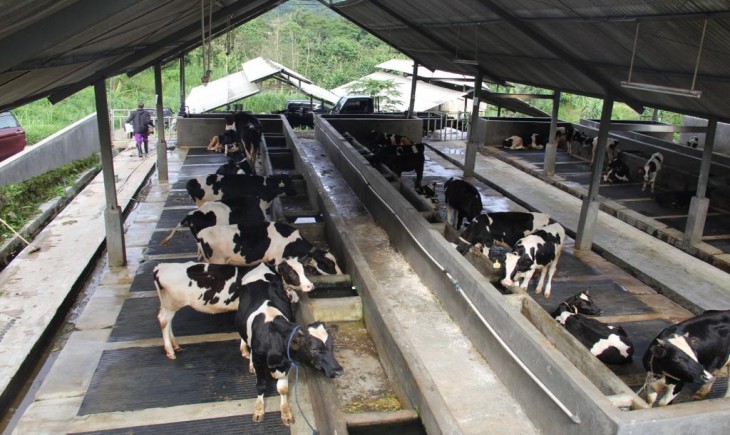 Foto : Produksi Susu Sapi Dapat Mencapai 2,4 Juta Ton Per Tahun.