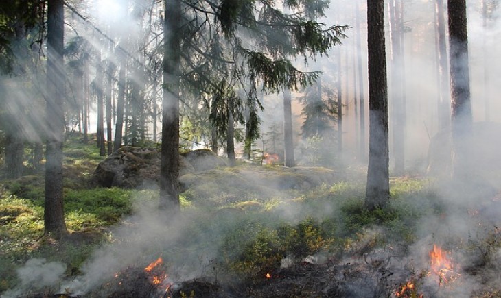 Cegah Karhutla, BPBD Penajam imbau warga tidak bakar lahan saat kemarau. (Foto : Pixabay)