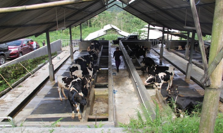 Foto : Ditjen PKH Siapakan Beberapa Program Peningkatan Produksi Susu Nasional.