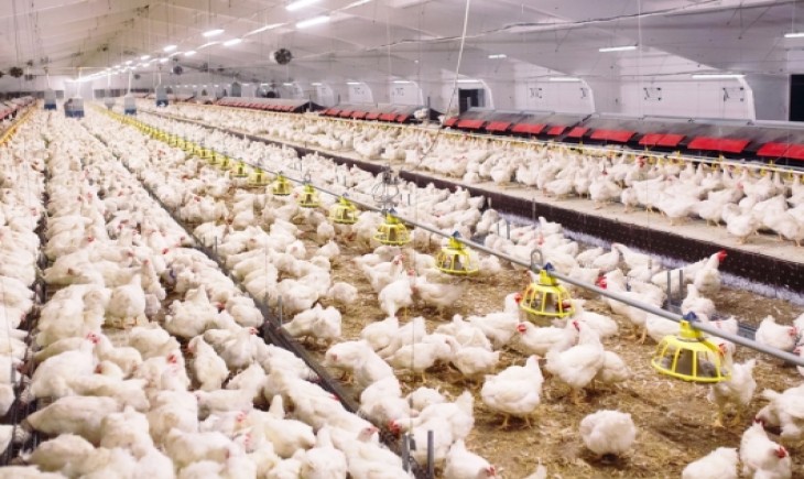 Kementan Stabilkan Produksi dan Harga Ayam Broiler Untuk Lindungi Peternak Rakyat. (Foto: dok. Kementan)