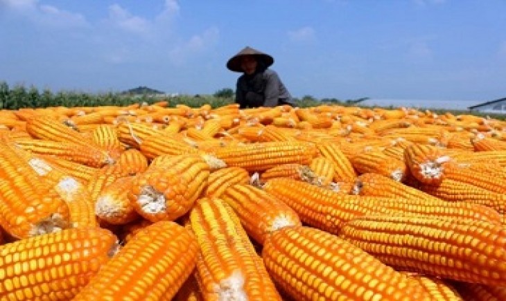 Foto : Jagung Rendah Aflatoxin (JRA) dari Kelompok Tani Maju Desa Margacatur Kecamatan Kalianda, Kabupaten Lampung Selatan berhasil dikirim ke PT. Tereos FKS Indonesia. Sumber Foto : media9.co.id