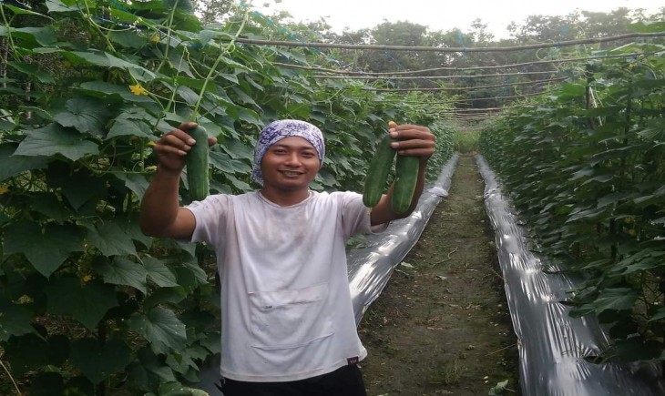 Foto : Ekspor Produk Hortikultura Mengalami Peningkatan yang Baik di tahun 2020.