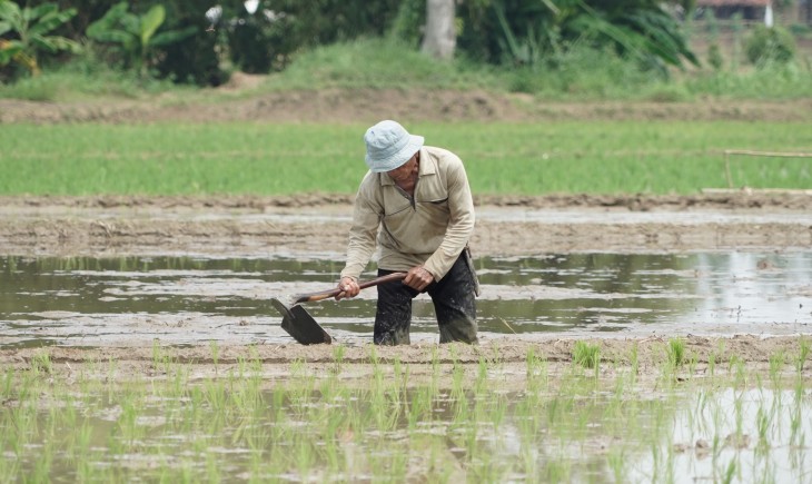 Foto : Kementan terus memperluas areal tanam padi.