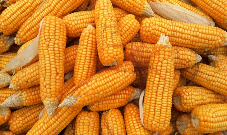 Lelang ribuan ton jagung pipil Bulog Sumut dimenangi koperasi ternak lokal. (Foto : ilustrasi/Pixabay)