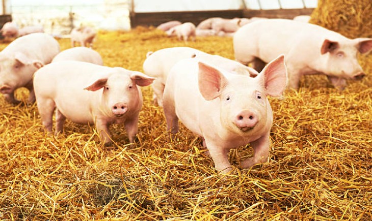 MUI Jateng haramkan peternakan babi, termasuk yang modern. (Foto : iStock)