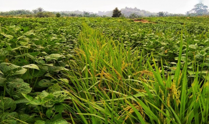 Foto : Turiman Pajale Mampu Meningkatkan Hasil Produksi ataupun Ekonomi Bagi Petani. Sumber Foto : 8villages.com