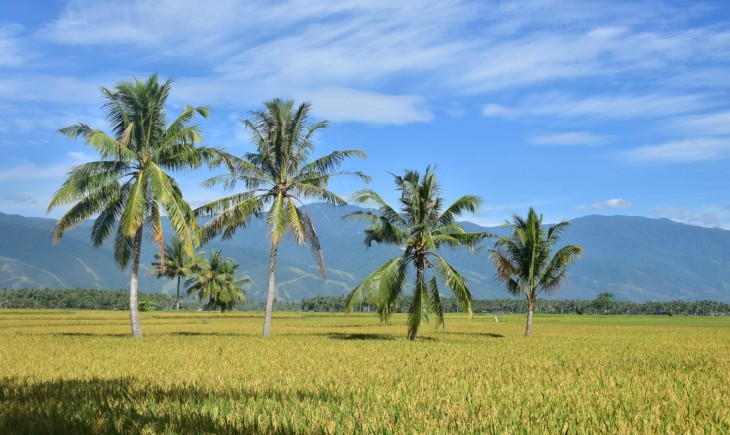 Sudah 12 Tahun Tidak Ada Pembelian Gabah, Petani Merauke Harapkan Bulog Serap Gabah Hasil Petani. (Foto: Dok. Kementan)