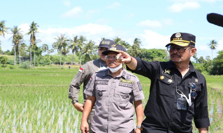 Foto : Mentan Pastikan Perkembangan Lahan Pertanaman Jagung di Kabupaten Jeneponto dalam Keadaan Baik.