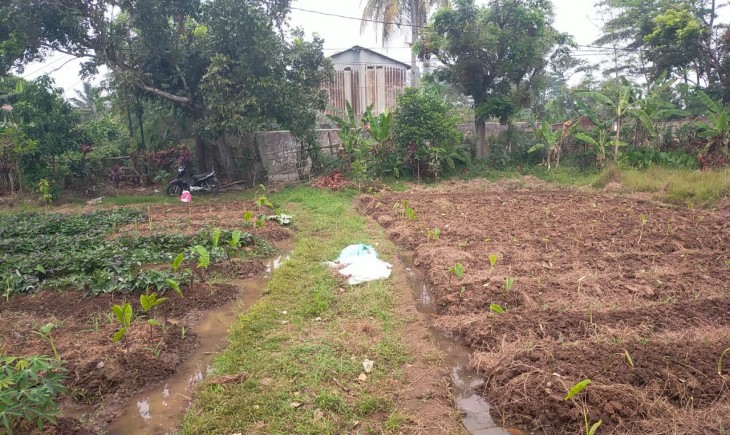 Petani Cilubang Kota Bogor sedang menghadapi tantangan serius serius yakni kekurangan air musim kemarau.(Nicko/PanganNews.id)