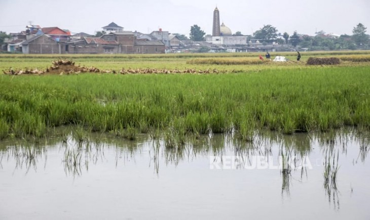 Ilustrasi banjir sawah di Bekasi. (Foto : Repjabar/republika)