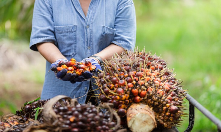 Ilustrasi petani sawit. (ist)