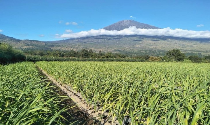 Kementan melalui Direktorat Sayuran dan Tanaman Obat, Direktorat Jenderal Hortikultura, telah menginisiasi aplikasi SIAP-RIPH. (Foto: Dok. Kementan)